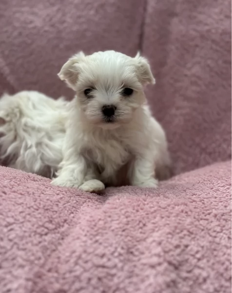 piccolissima cuccioli di Maltese per ladozione
