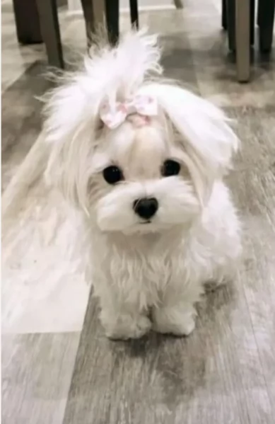 piccolissima cuccioli di Maltese per ladozione | Foto 0