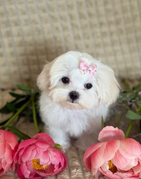 piccolissima cuccioli di Maltese per ladozione | Foto 2