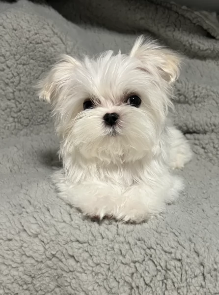 piccolissima cuccioli di Maltese per ladozione | Foto 0