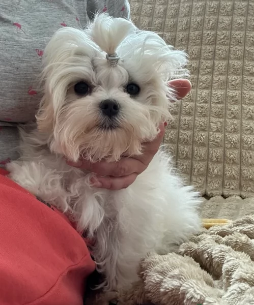 piccolissima cuccioli di Maltese per ladozione | Foto 2