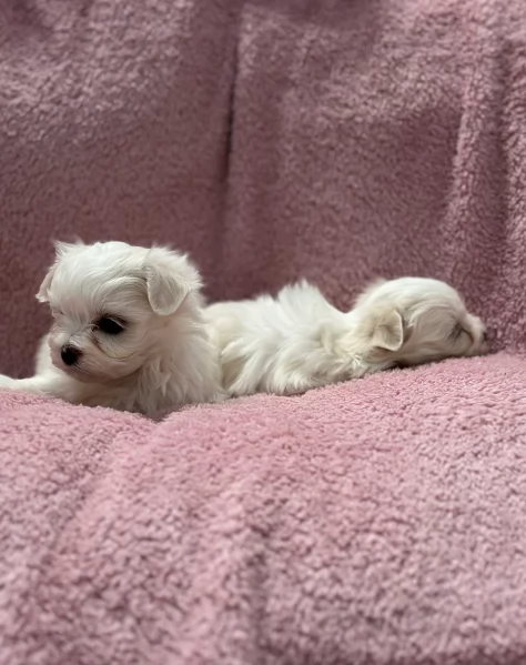 piccolissima cuccioli di Maltese per ladozione | Foto 4
