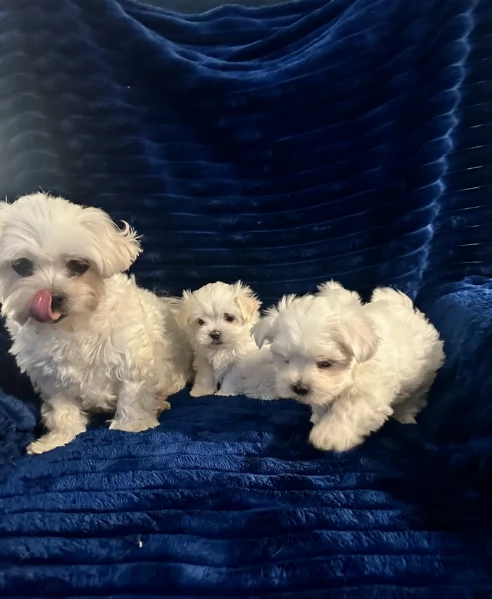 piccolissima cuccioli di Maltese per ladozione | Foto 2
