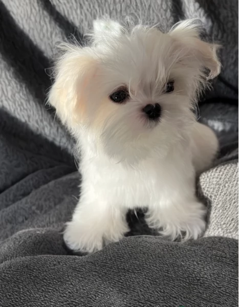 piccolissima cuccioli di Maltese per ladozione | Foto 0