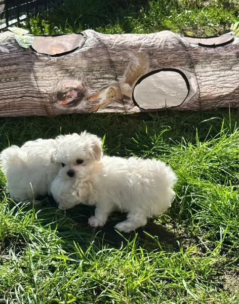 piccolissima cuccioli di Maltese per ladozione | Foto 5
