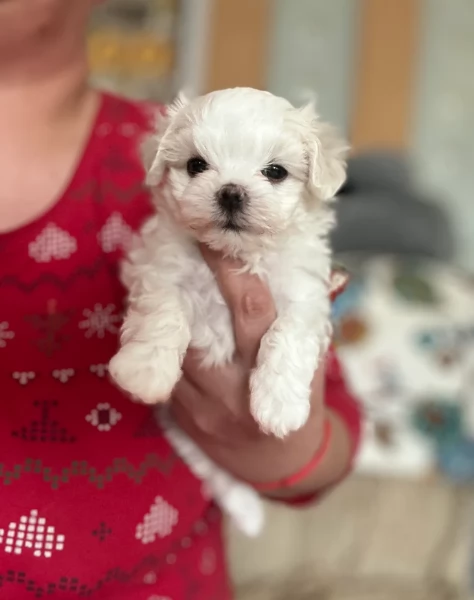 piccolissima cuccioli di Maltese per ladozione | Foto 4