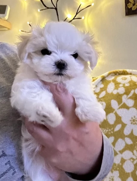 piccolissima cuccioli di Maltese per ladozione | Foto 3