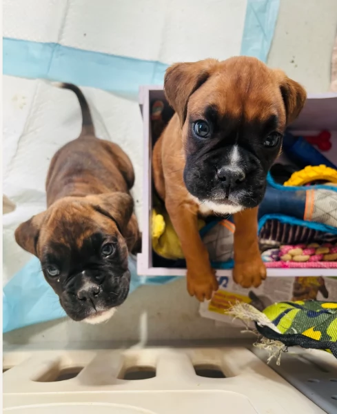 cucciolo di Boxer per adozione | Foto 3