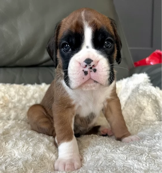 cucciolo di Boxer per adozione | Foto 0