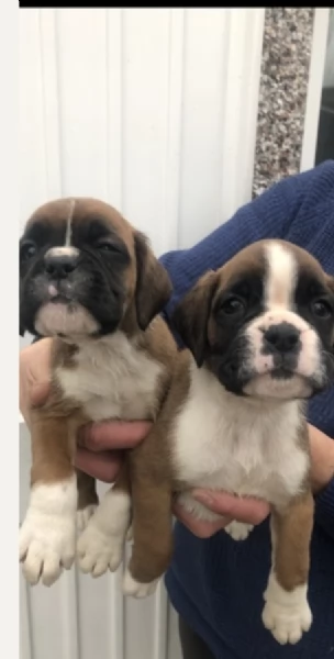 cucciolo di Boxer per adozione | Foto 4