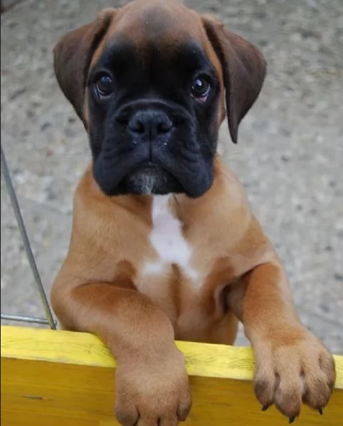 cucciolo di Boxer per adozione | Foto 3