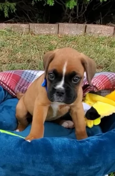 cucciolo di Boxer per adozione | Foto 0