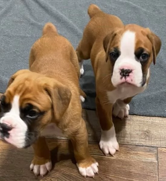 cucciolo di Boxer per adozione | Foto 4