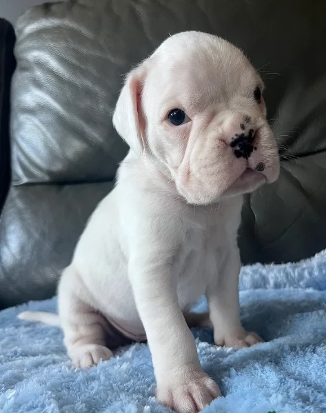 cucciolo di Boxer per adozione | Foto 2