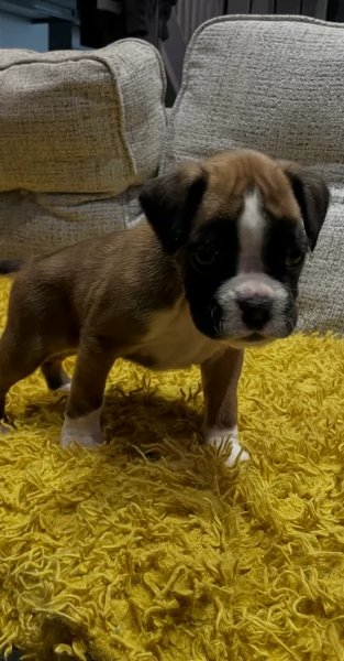 cucciolo di Boxer per adozione | Foto 3