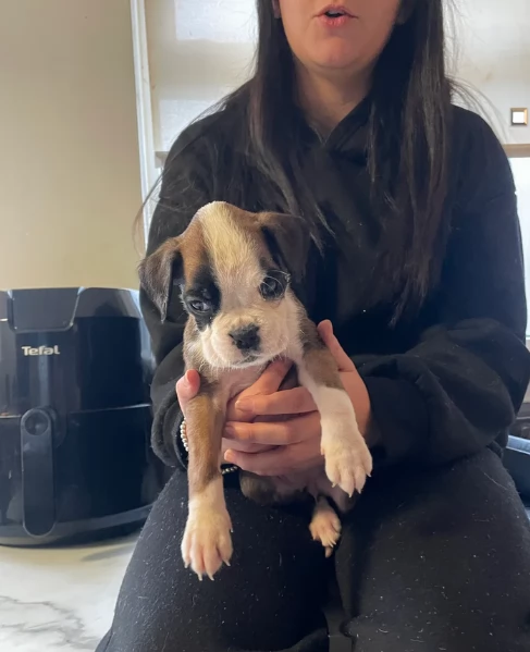 cucciolo di Boxer per adozione | Foto 2