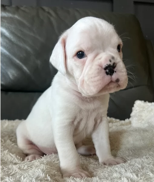cucciolo di Boxer per adozione | Foto 2