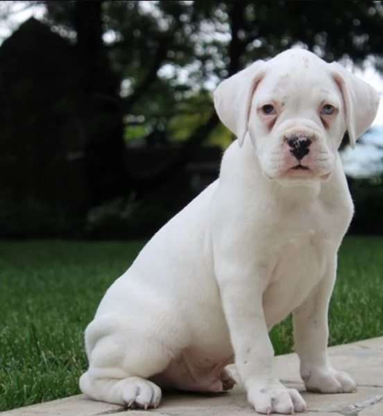 cucciolo di Boxer per adozione | Foto 4