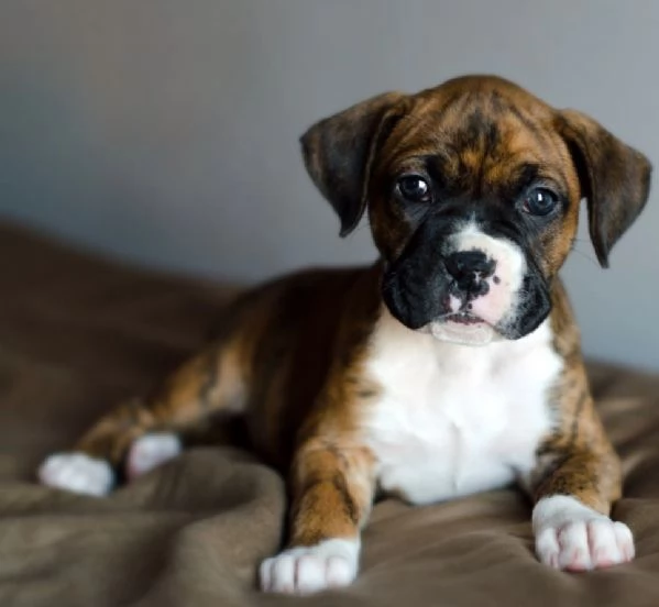 cucciolo di Boxer per adozione