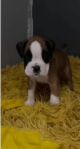 cucciolo di Boxer per adozione | Foto 4