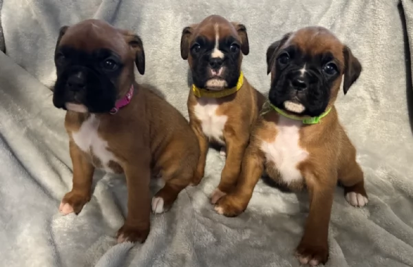 cucciolo di Boxer per adozione | Foto 6