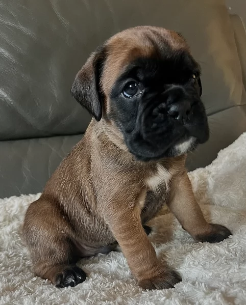 cucciolo di Boxer per adozione | Foto 5