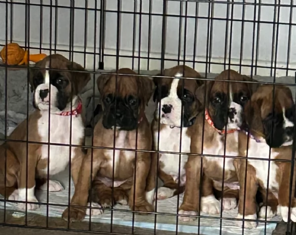 cucciolo di Boxer per adozione | Foto 4