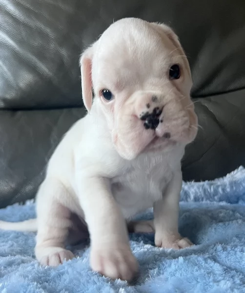 cucciolo di Boxer per adozione
