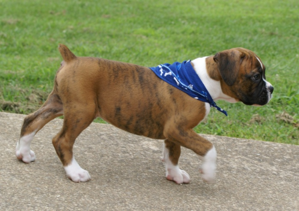 cucciolo di Boxer per adozione | Foto 3