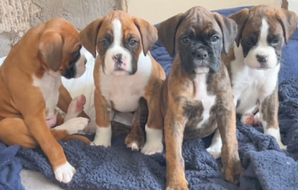 cucciolo di Boxer per adozione | Foto 0