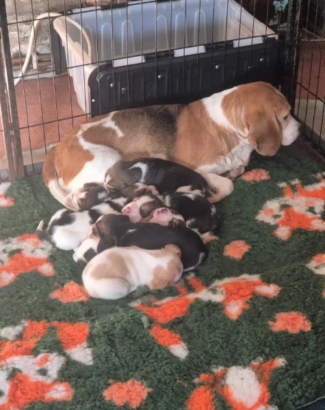 bellissimi cuccioli Beagle maschio e femmina. inadozione | Foto 3
