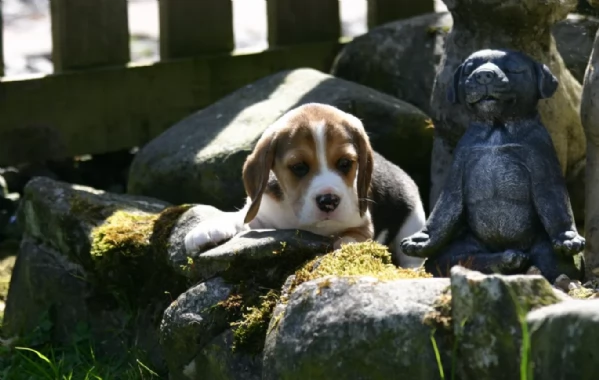 bellissimi cuccioli Beagle maschio e femmina. inadozione | Foto 1