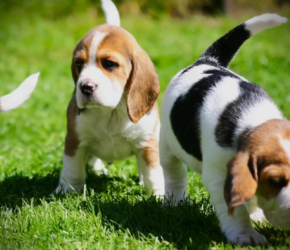 bellissimi cuccioli Beagle maschio e femmina. inadozione | Foto 0