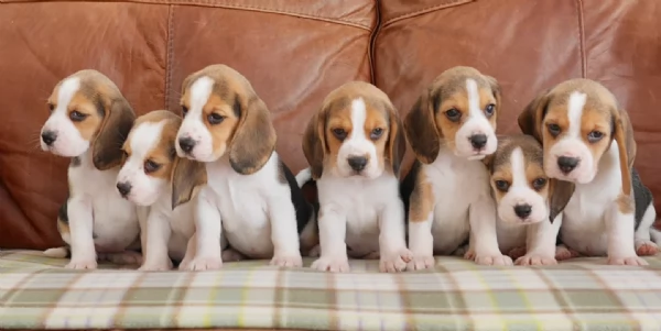 bellissimi cuccioli Beagle maschio e femmina. inadozione