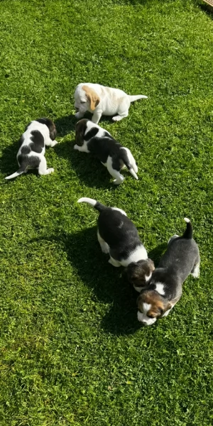 bellissimi cuccioli Beagle maschio e femmina inadozione | Foto 3