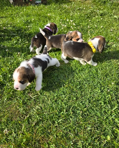 bellissimi cuccioli Beagle maschio e femmina inadozione | Foto 2
