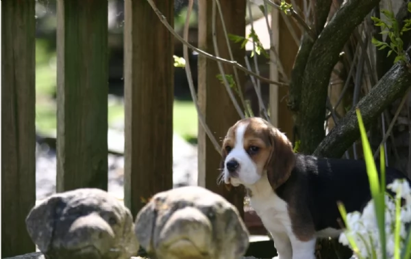 bellissimi cuccioli Beagle maschio e femmina inadozione | Foto 2