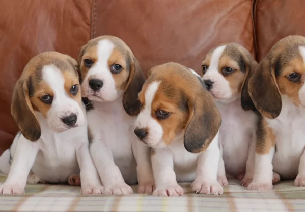 bellissimi cuccioli Beagle maschio e femmina inadozione | Foto 1