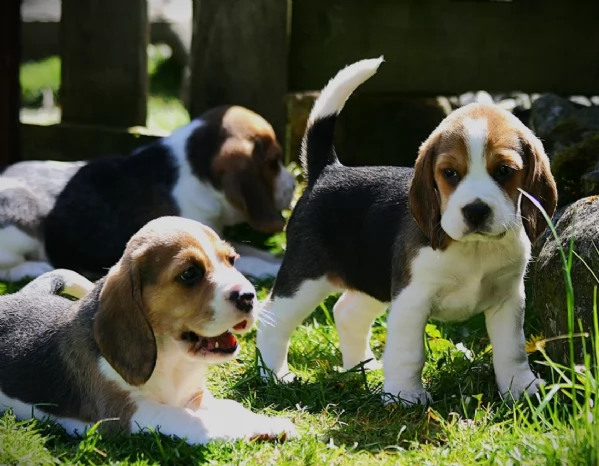 bellissimi cuccioli Beagle maschio e femmina inadozione | Foto 1
