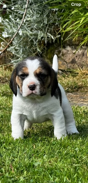 bellissimi cuccioli Beagle maschio e femmina inadozione | Foto 5