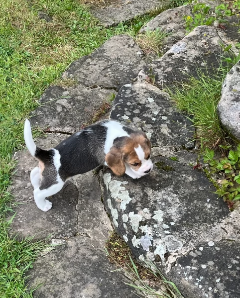 bellissimi cuccioli Beagle maschio e femmina inadozione | Foto 3