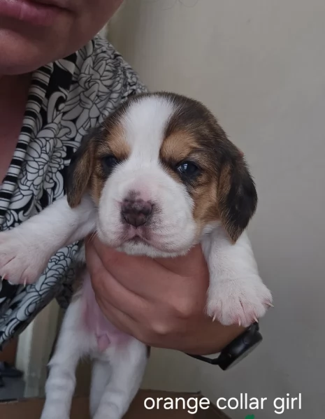 bellissimi cuccioli Beagle maschio e femmina inadozione | Foto 2