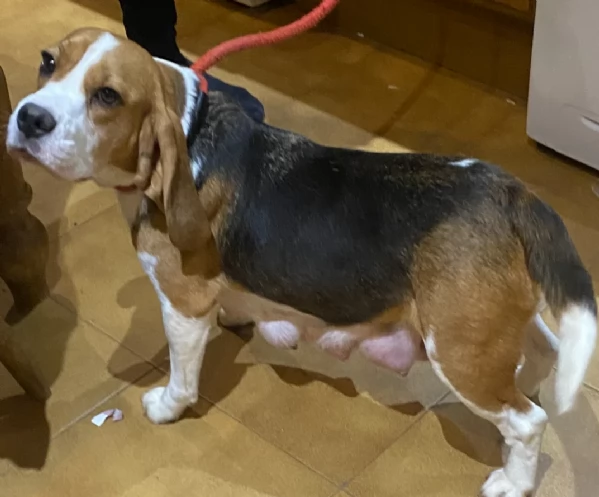 bellissimi cuccioli Beagle maschio e femmina inadozione | Foto 1