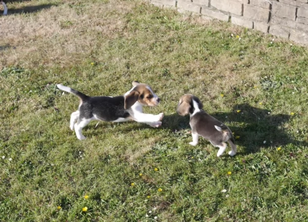 bellissimi cuccioli Beagle maschio e femmina inadozione | Foto 6