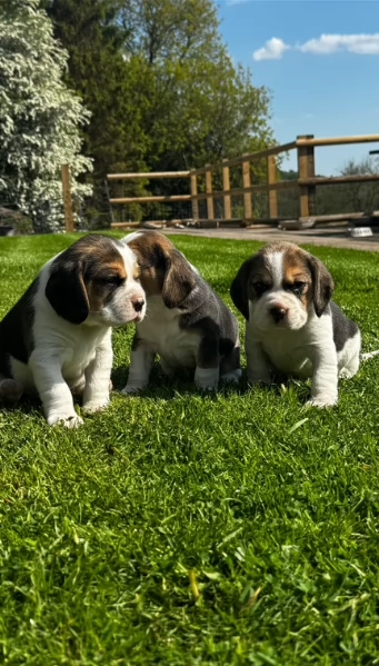 bellissimi cuccioli Beagle maschio e femmina inadozione | Foto 6