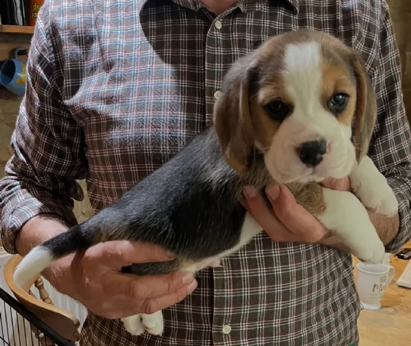 bellissimi cuccioli Beagle maschio e femmina inadozione | Foto 0