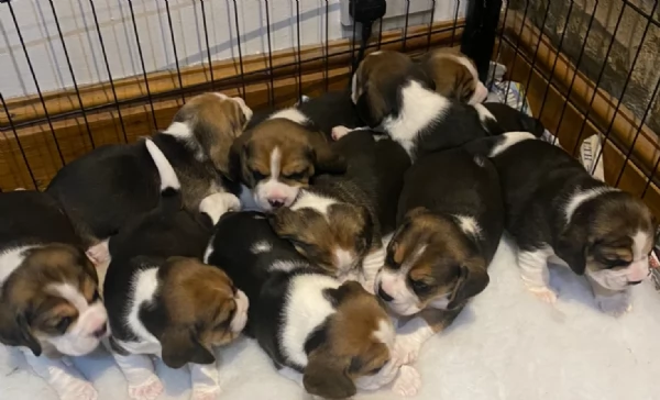 bellissimi cuccioli Beagle maschio e femmina inadozione | Foto 3