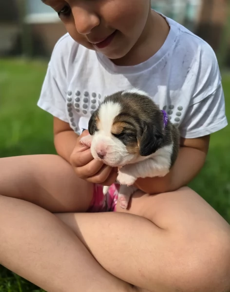 bellissimi cuccioli Beagle maschio e femmina inadozione | Foto 4