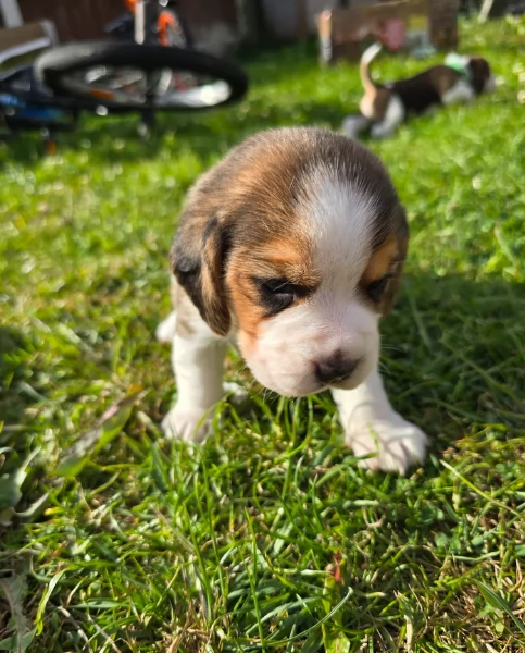 bellissimi cuccioli Beagle maschio e femmina inadozione | Foto 3