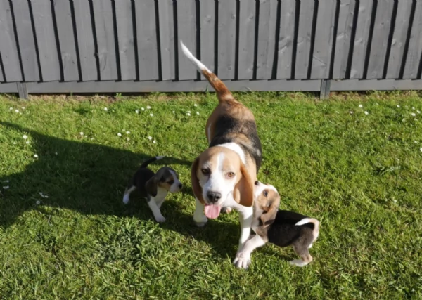 bellissimi cuccioli Beagle maschio e femmina inadozione | Foto 0